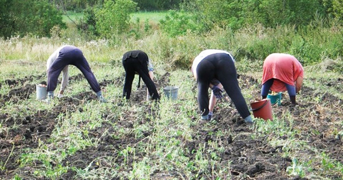 Кругообіг картоплі в природі: трагікомедія на чотири акти