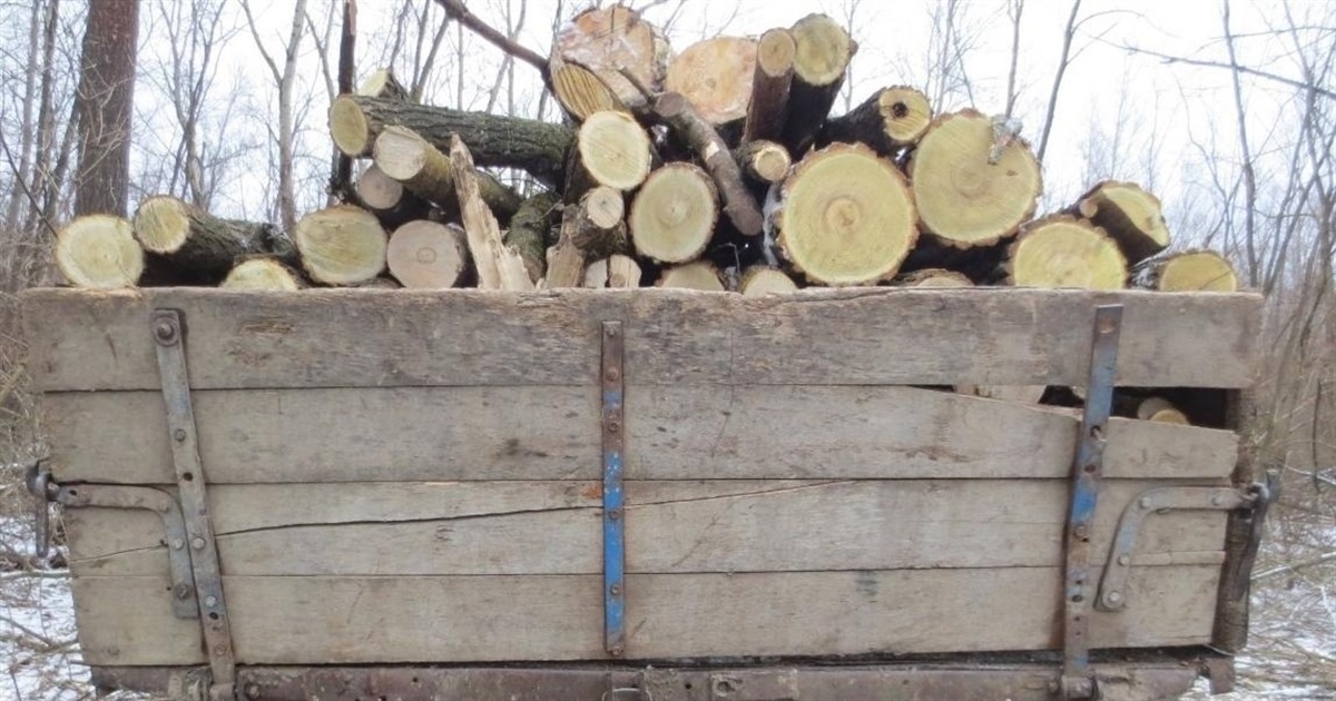 Шкоду від зрубаних дерев у Шипинцях оцінили у 346 тисяч гривень і справу передали до суду