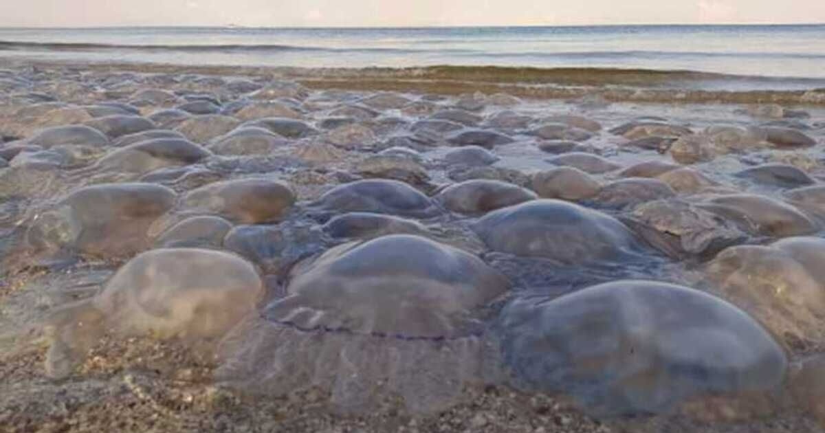 Окупанти планують масово виловлювати медуз в Азовському морі. Чому це екологічна катастрофа?