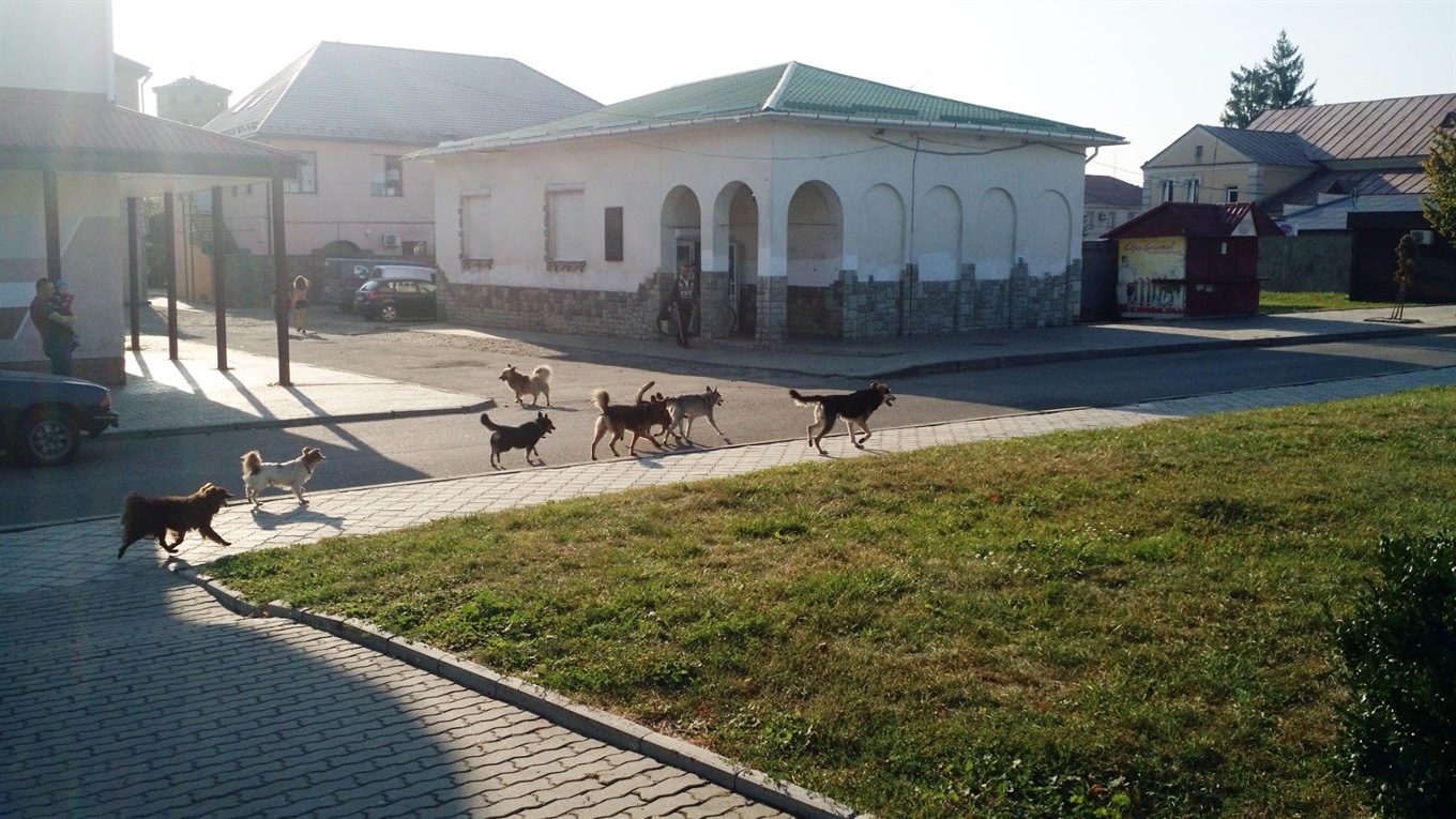 Чому на вулицях Володимирця бродить тічка та куди звертатися, коли бачите безпритульну тварину