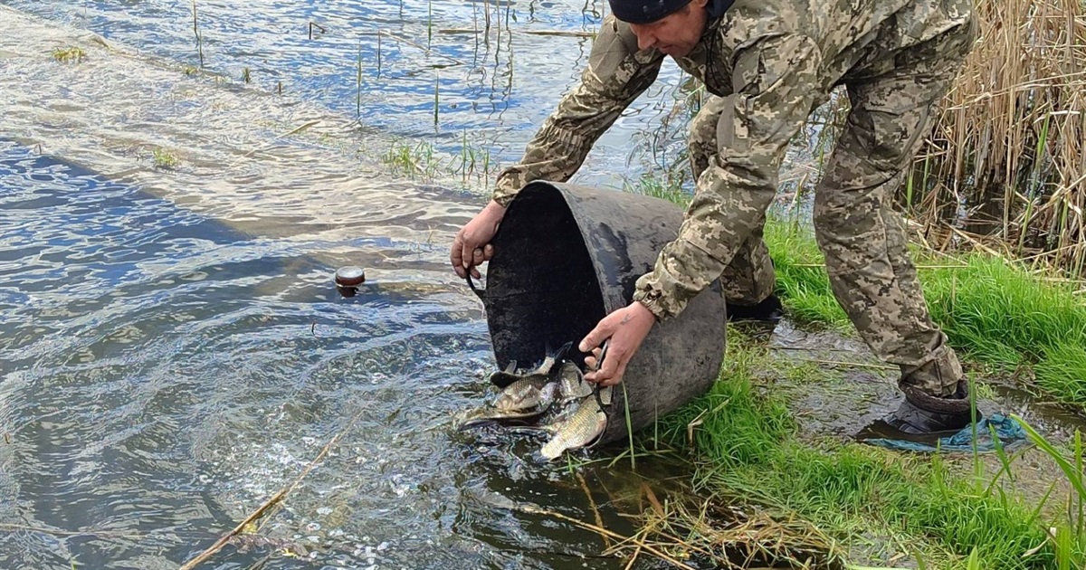У Великій Деражні зарибили ставок – у водойму запустили 500 кг білого амура