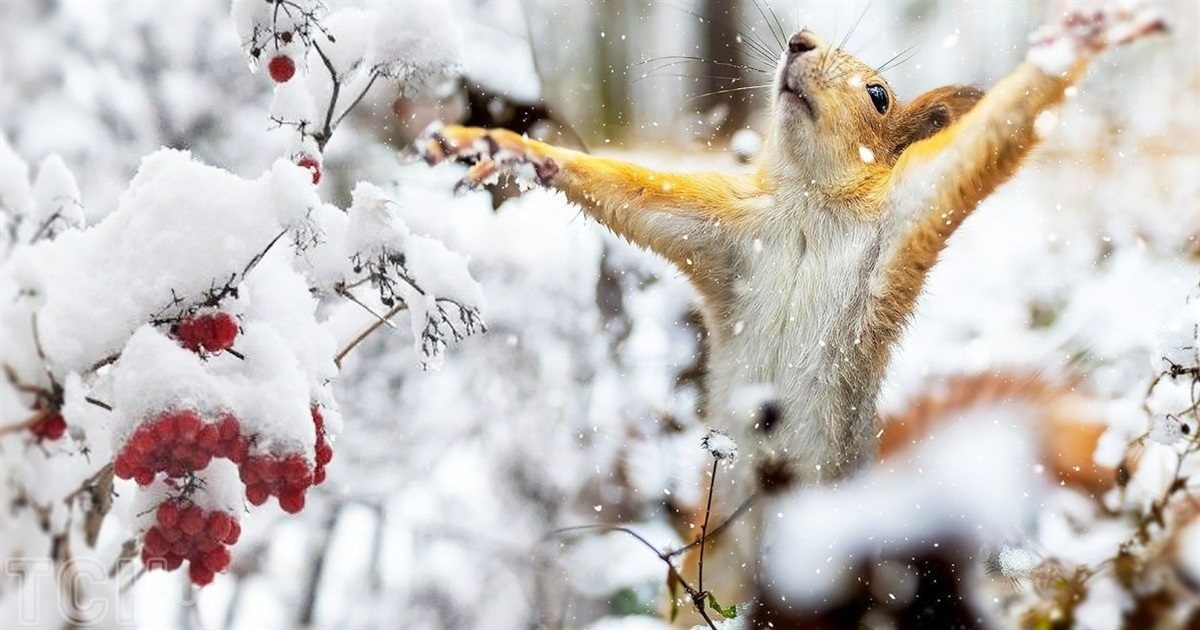 Найближчими днями на Сумщині очікується невеликий сніг та ожеледиця: прогноз погоди