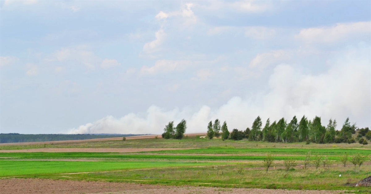 Пожежу у «Селянському лісі» могли спричинити «чорні лісоруби»