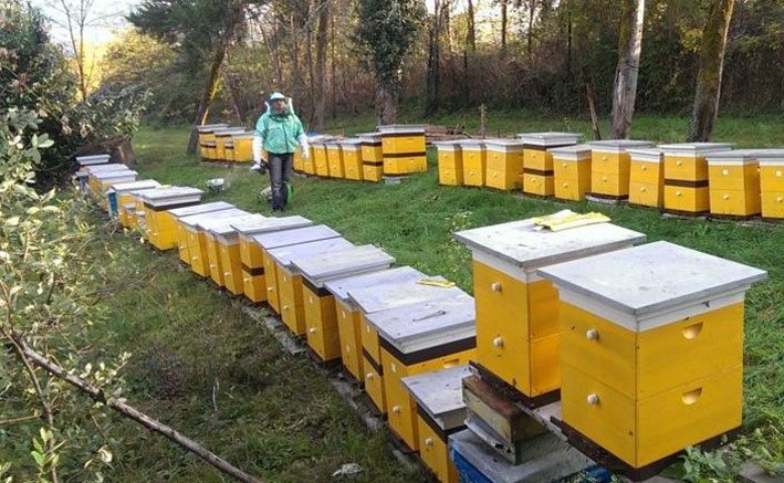 Змінився порядок реєстрації пасіки