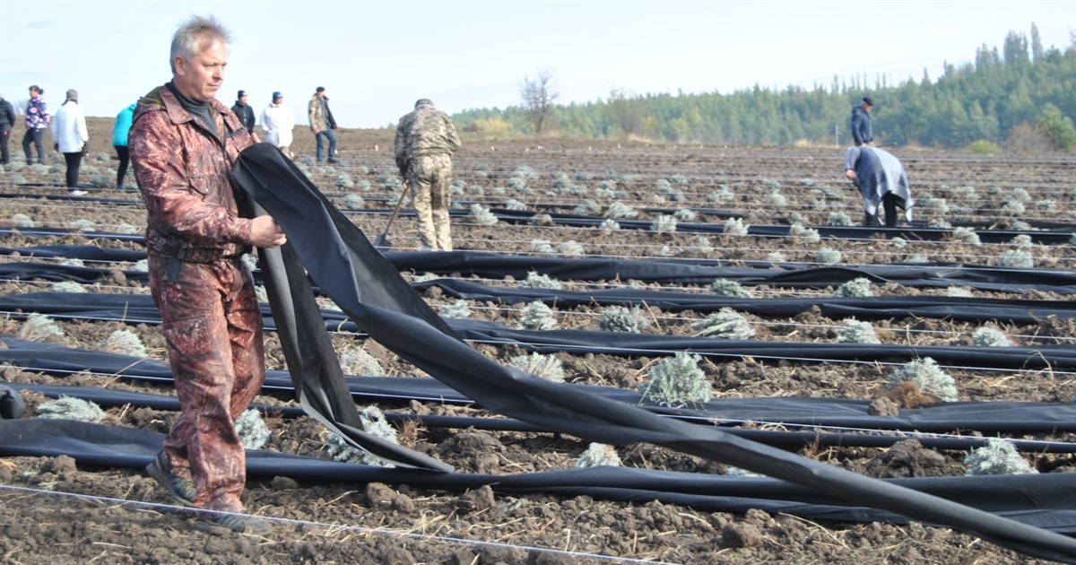 Ще понад дві тисячі саджанців на лавандовому полі. Як у Городку реалізовують крутий проєкт