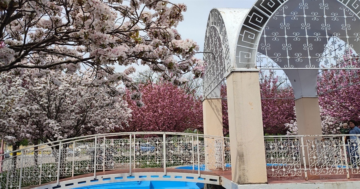 В Ізмаїлі почали квітнути сакури (ФОТО)