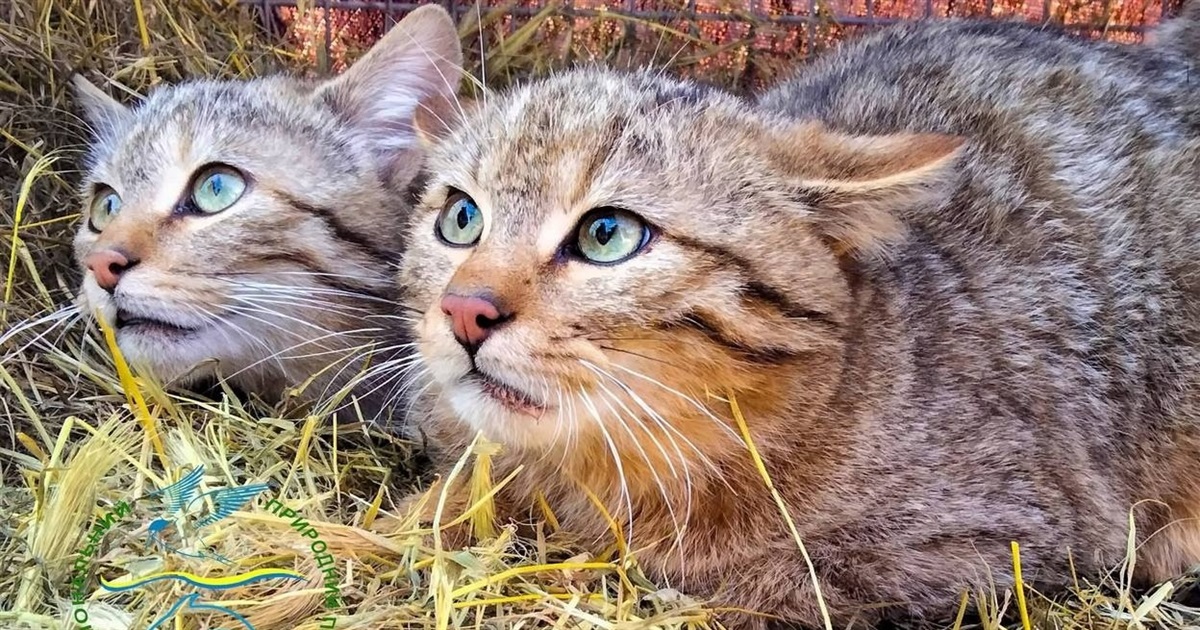 Фахівці Станції юнатів в Ізмаїлі вигодували та випустили в дику природу п’ятьох лісових кошенят