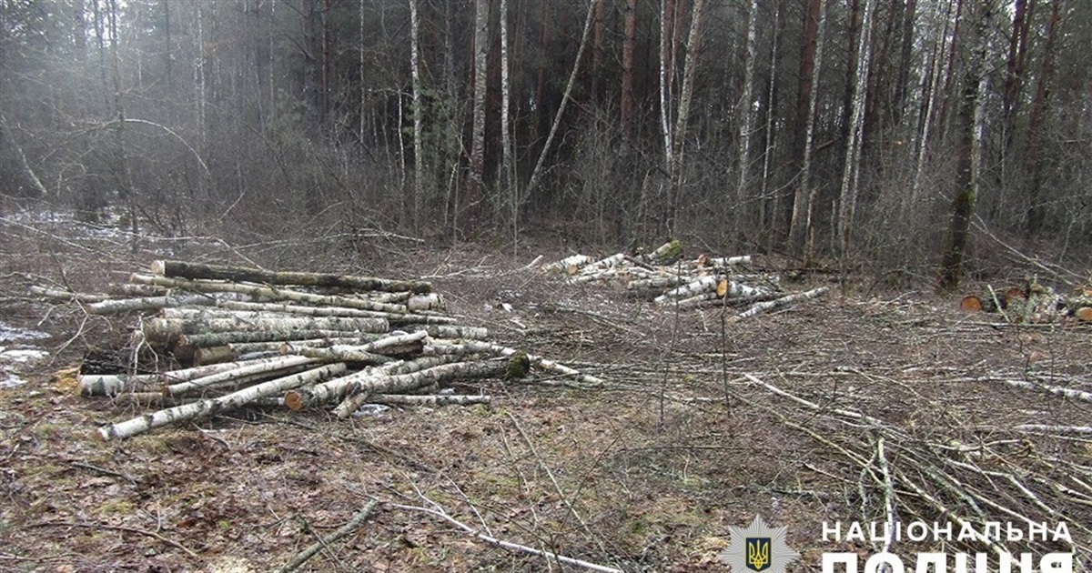 В одну з лісгоспів Звягельщини незаконно рубали дерева — причетних знайшли