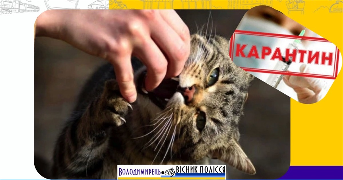 Скажений кіт покусав жінку з Полиць – у громаді оголошено карантин