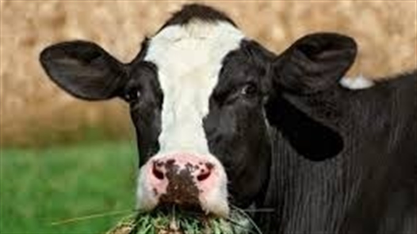 У Добропіллі не використовують дотації для вирощування корів