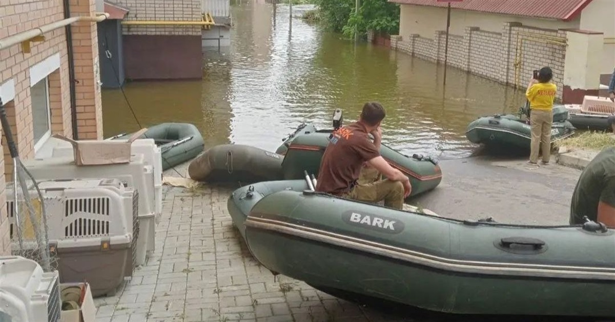 Чотирилапі розуміють, що їх рятують: южноукраїнські волонтери евакуюють тварин із затоплених районів