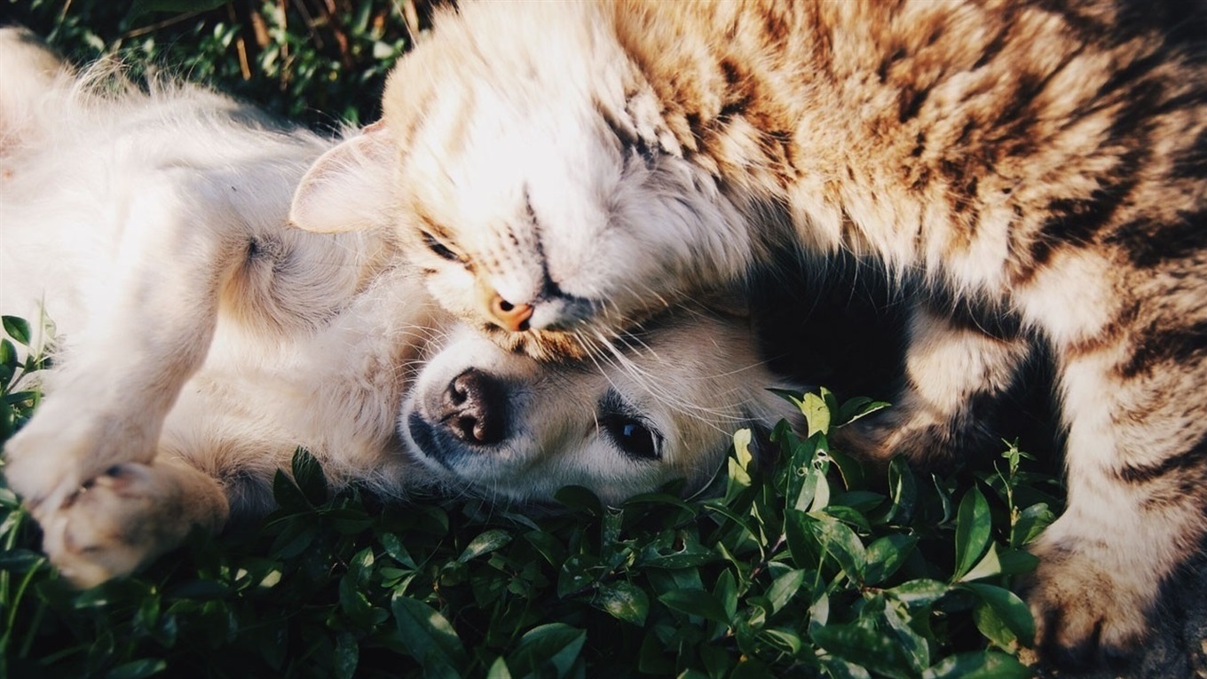 Як нагороджували переможців фотоконкурсу «Вусато-хвостаті друзі» 🐕🦆🦄