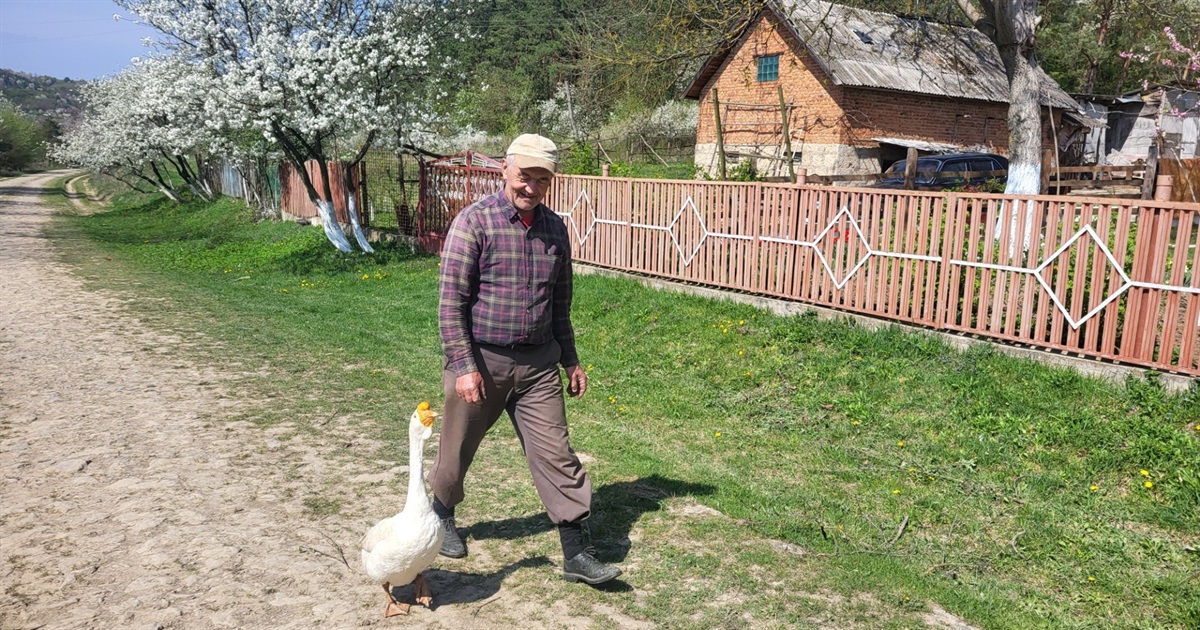 Гусак – друг людини: на Чортківщині живе свійський птах, що буквально ходить за ногами господаря