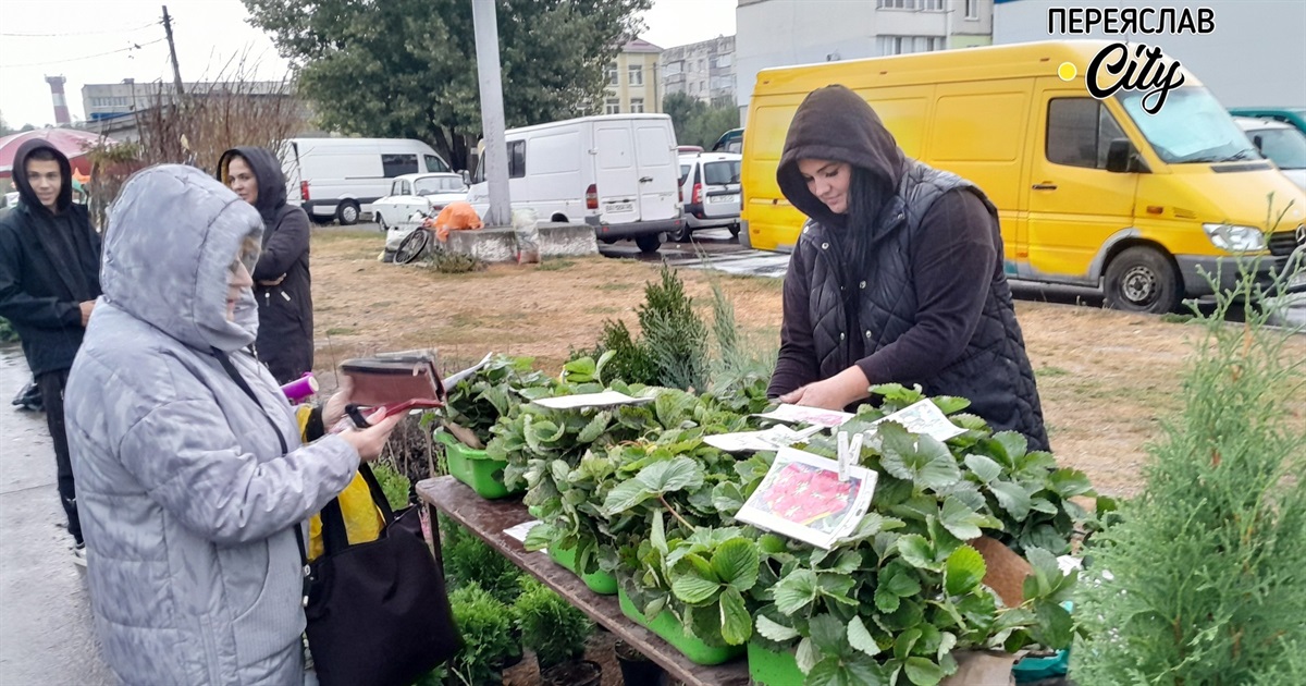 У попиті розсада полуниці, городні овочі наприкінці сезону дорожчають: ціни на базарі в Переяславі