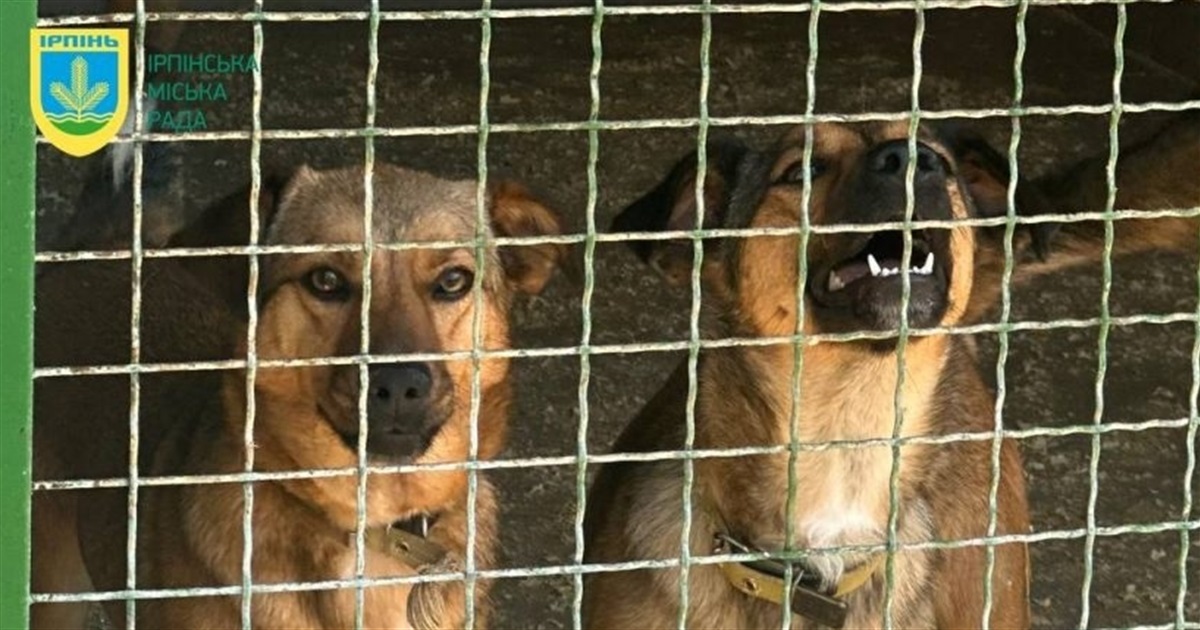 Пів тисячі котів і собак. Ірпінський притулок рятує тварин із зони бойових дій