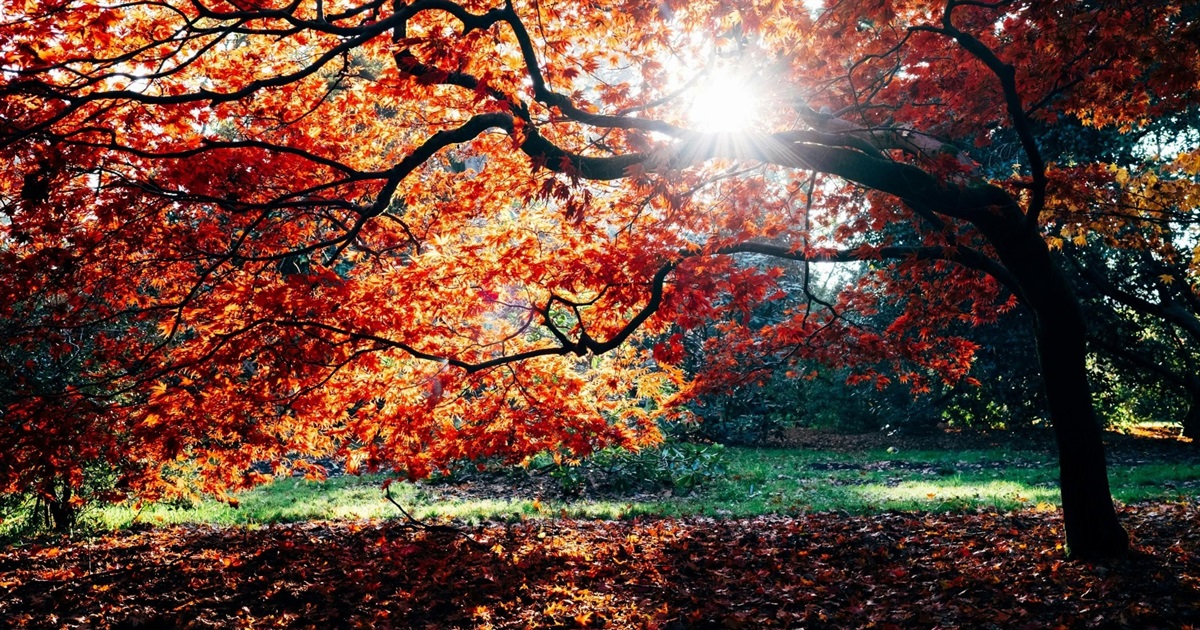 Найближчими днями на Сумщині трішки дощитиме: прогноз погоди