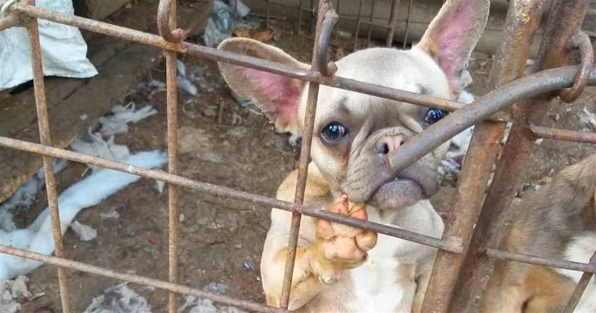 Понад сотня собак у жахливих умовах: поліція проводить слідчі дії у кінологічному клубі Ізмаїла