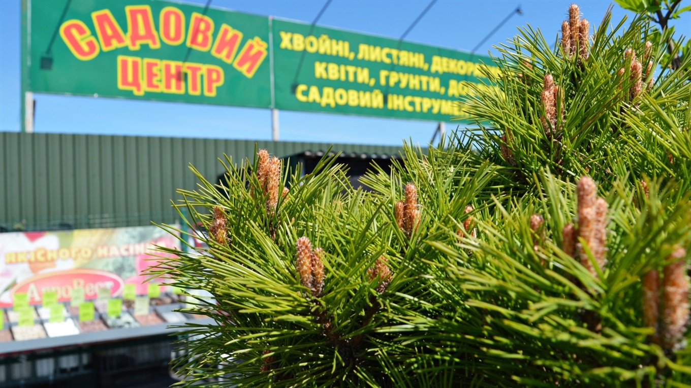 Дерева, квіти та декор: як створити сад мрії в Сарнах