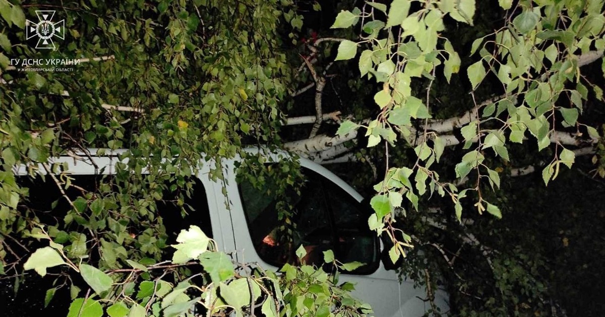 Через негоду у Звягелі на дві автівки впало дерево