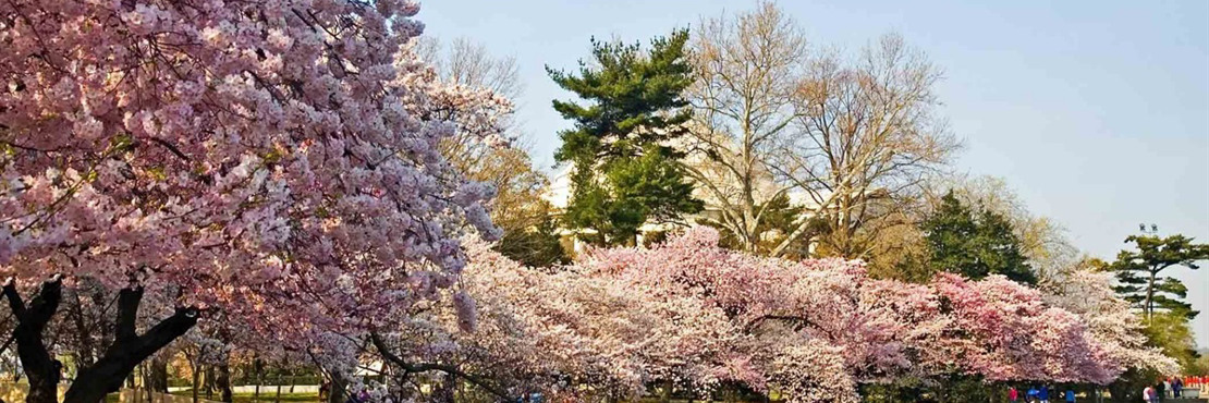 Сакури в Ужгороді 2026 зацвітуть раніше. Коли можна подивитися на рожеве диво та сфотографуватися