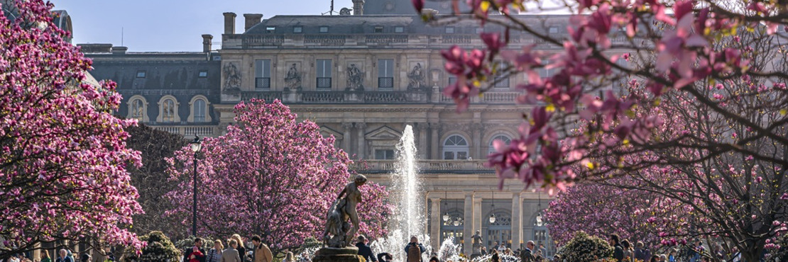 Магнолії у Парижі вже зацвіли — де їх побачити навесні 2026 року