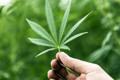 «Трава мне помогает, но я хочу купить ее законно»: четыре тезиса о марихуане и травме войны