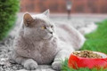 Сбалансированный корм для котов