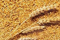 Російські загарбники продають награбоване в Україні зерно лівійському диктатору