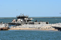 День моря без моря. Окупанти наближають екологічну катастрофу й знищують флору та фауну Азову