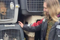 Врятували 300 котів і собак, а ще півня і козу. Як Kyiv Animal Rescue Group вивозять тварин зі сходу