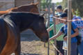 Усі коні з ранчо Horse Paradise вижили під обстрілами. Ми лікуємо їх, а вони — людей