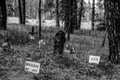 Кладбище домашних животных в Луганской области: история одного фото 