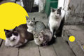 Поднять кота на-гора: три шахтерские истории о самых популярных героях соцсетей