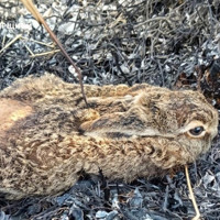 "Любителі дивитись, як воно горить": половина пожеж на Звягельщині через підпали трави