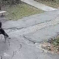 Собака покусав людей у Барі: попередньо 6 постраждалих. Що відомо ще