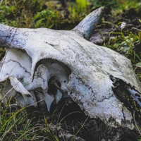Окупанти створюють умови для спалаху сибірської виразки на Херсонщині