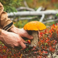 ⚠️ На Кіровоградщині — нові випадки отруєнь дикорослими грибами: медики закликають бути обережними