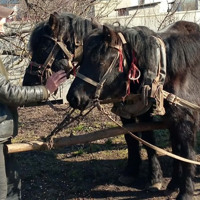 «Екзотика» на міських вулицях…