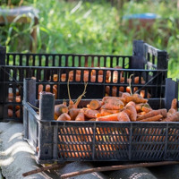 Як отримати цільову фінансову підтримку від проєкту «Урожайний шлях». Усе починається із заявки