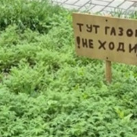Трава проти спеки: досвід миколаївських школярів, який може знадобитися Первомайську
