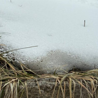 Мороз, дощ і лід: чи справді поля Первомайщини залишаться без врожаю