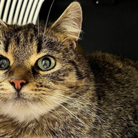 У Барі безпритульні тварини чекають на дім: подаруй їм тепло і любов