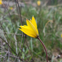 На Первомайщині квітнуть червонокнижні бузькі тюльпани. Фото, відео та спогади про ці рідкісні квіти
