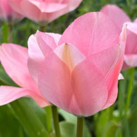 Тюльпановий бум у Первомайську: місто без туристичних маршрутів, але з тисячами квітів