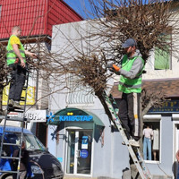 У Жмеринці стартувала формувальна обрізка дерев та очистка від чагарників