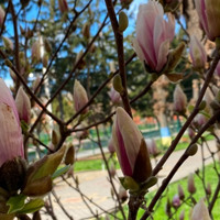 Фотофакт: біля барського ліцею №1 почали цвісти магнолії