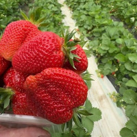 Переселенка з Нової Каховки побудувала полуничний бізнес на Хмельниччині