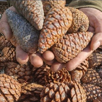 В Ізмаїлі вперше зібрали врожай рідкісної сосни, що в майбутньому стане основою лісів півдня України