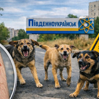 117 укусів за рік: статистика нападів бродячих собак у Південноукраїнській громаді