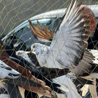 Хто такі голуби-вертуни та що вміє миколаївська льотна порода: репортаж з ярмарку в Первомайську